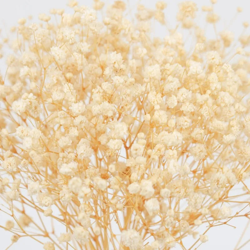 50pcs Dried Flowers Breathing Bouquet Starry Sky Aromatherapy Decoration Party Decoration Vase D Small Packaging Decoration Gift