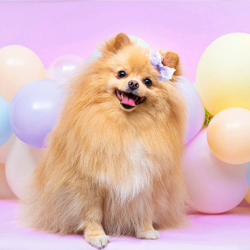 10PCS Pet Cat Dog Bows Puppy Grooming Bows For Dogs Hair Accessories Decorate Hair for Small Dog Hair Rubber Band Dog Supplies