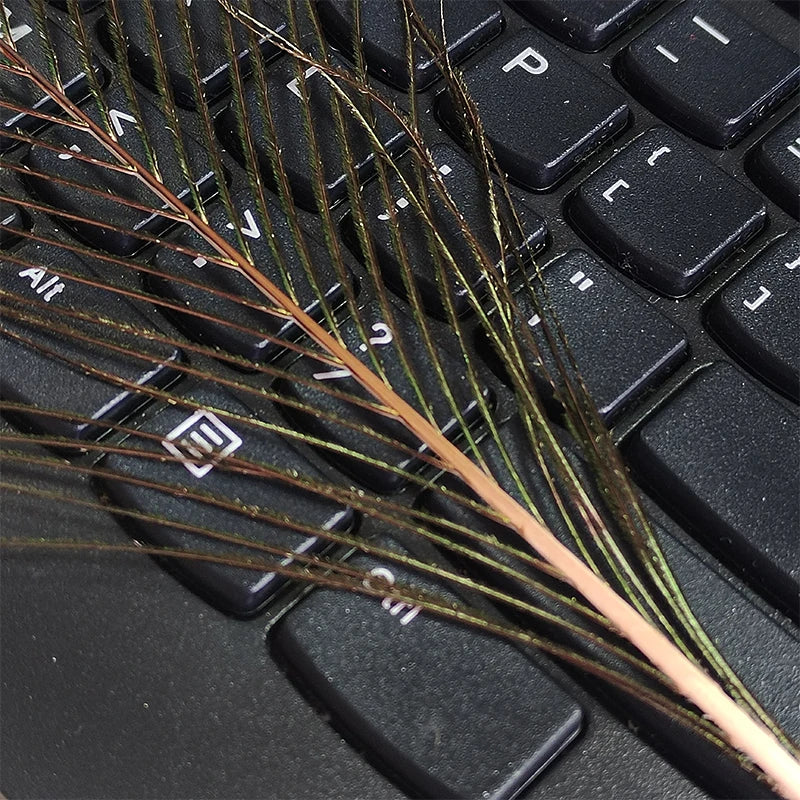 18pcs Big Eye Peacock Feathers Decoration For Vase Salon Bus House Hats Crafts Carnival Trim Long Plumas Adult Natural 25-30cm