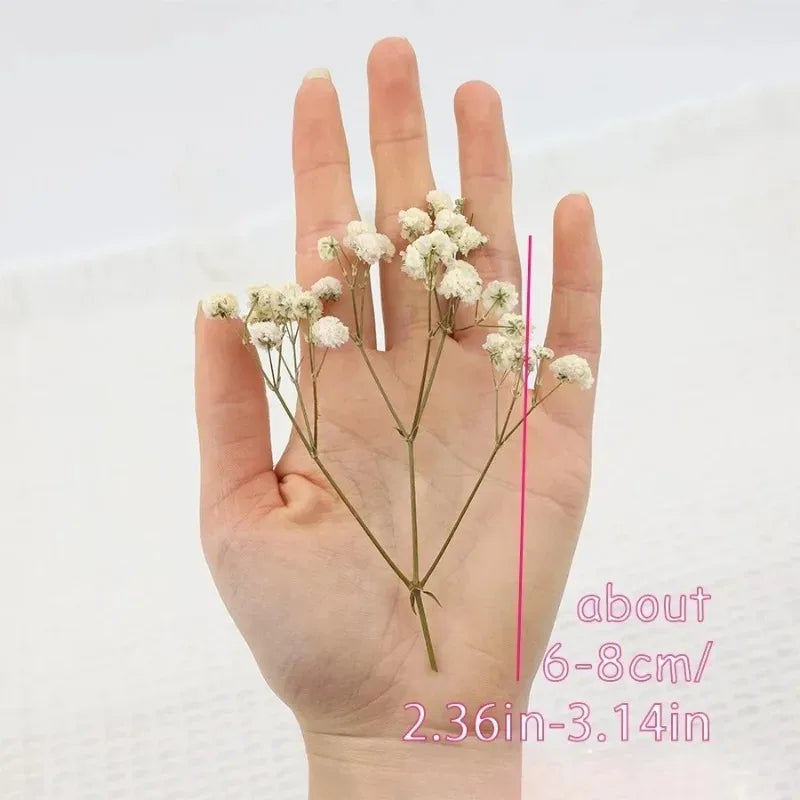 50pcs Dried Flowers Breathing Bouquet Starry Sky Aromatherapy Decoration Party Decoration Vase D Small Packaging Decoration Gift